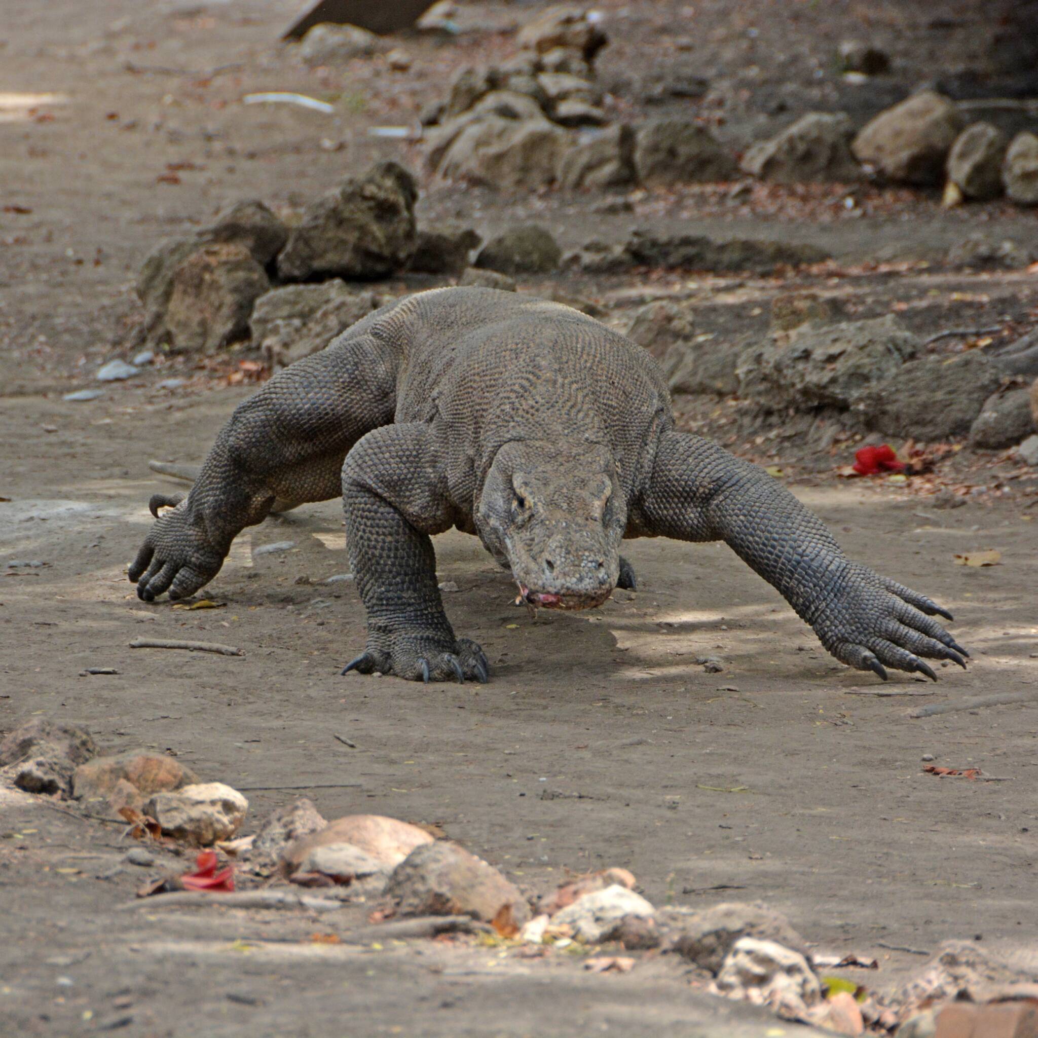 Komodo Dragon Blood : New Antibiotic? - The Ultimate Sea Safari Sailing ...