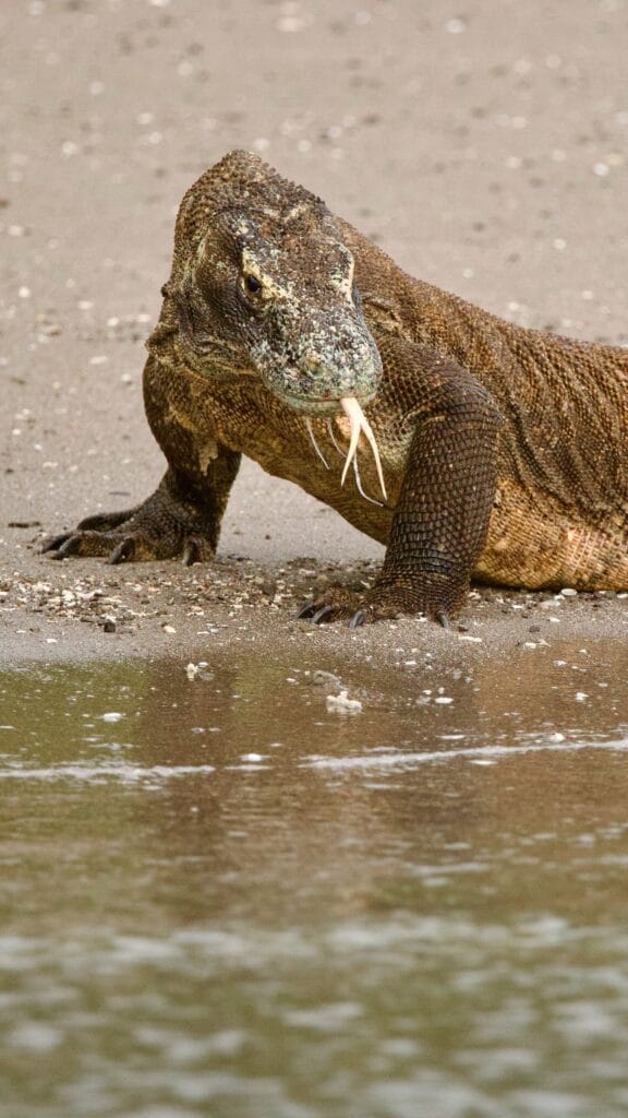 Komodo dragon at the water's edge on a sandy beach