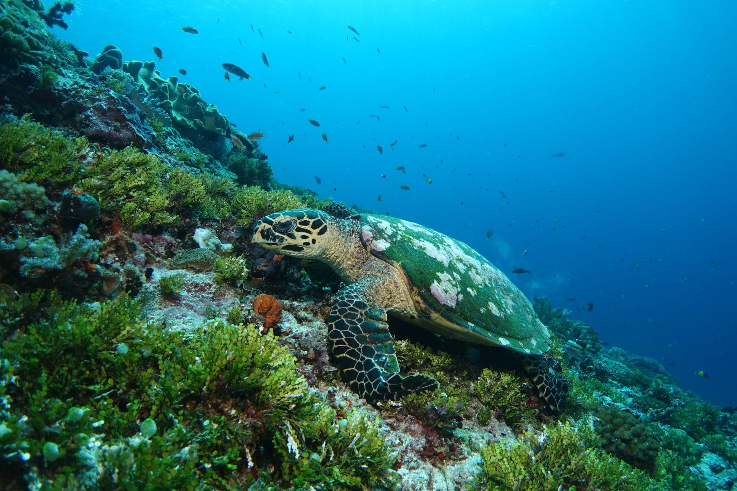 Sea turtle rests on a green coral-covered reef slope with small fish in the blue water above