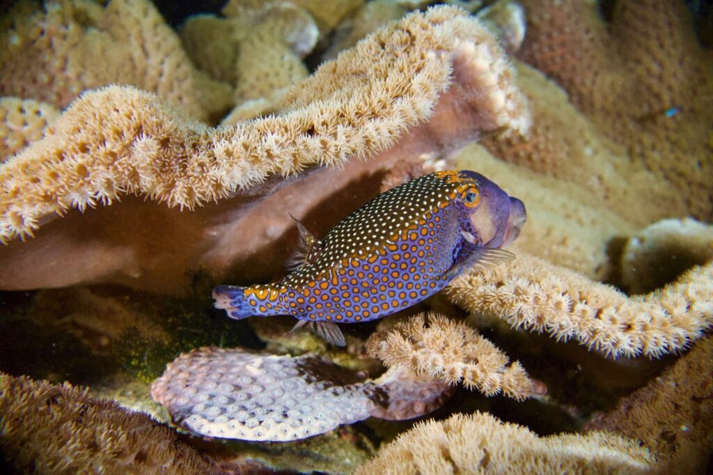 Spotted boxfish sheltering among the corals in Raja Ampat