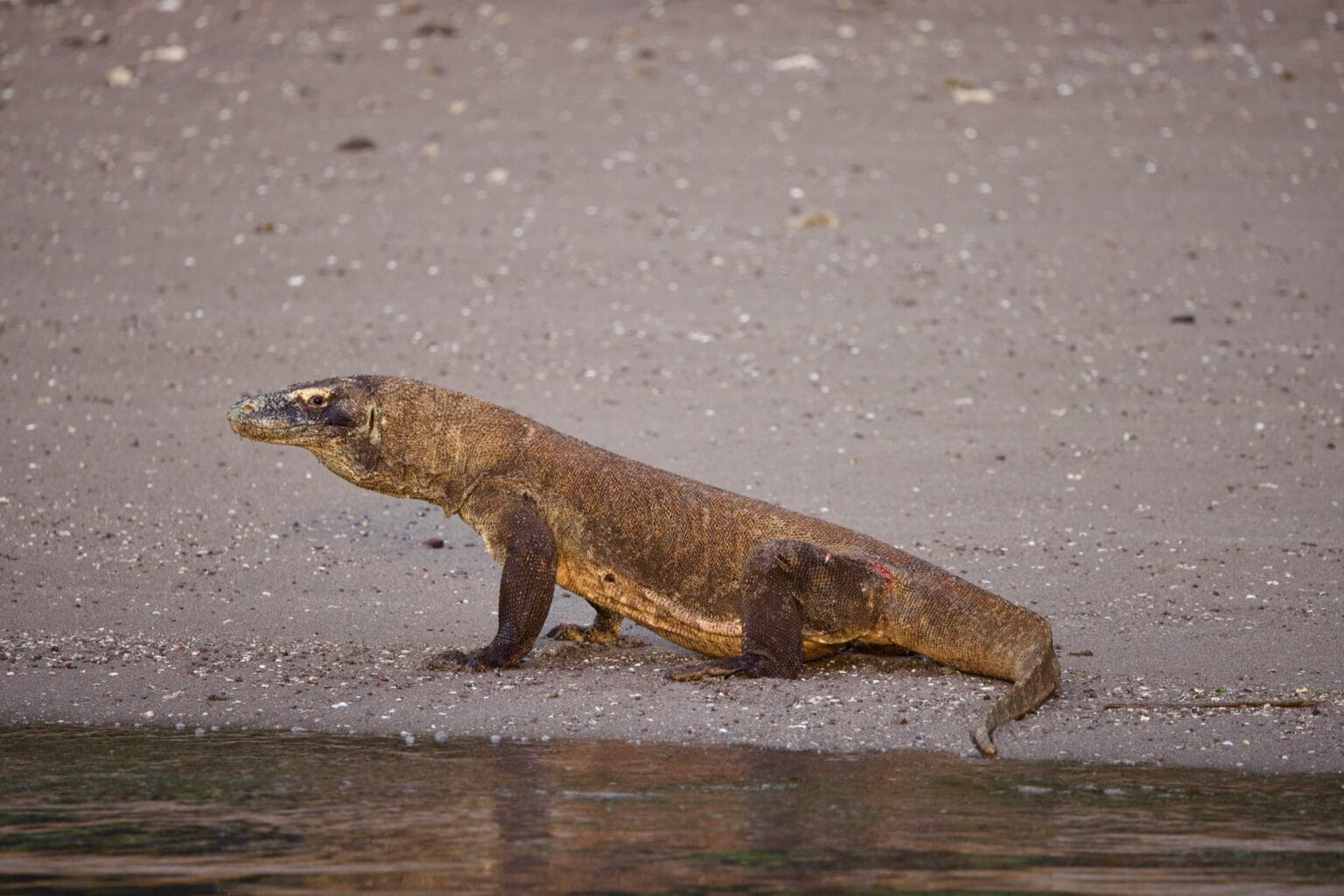 Komodo dragon walking along the shoreline