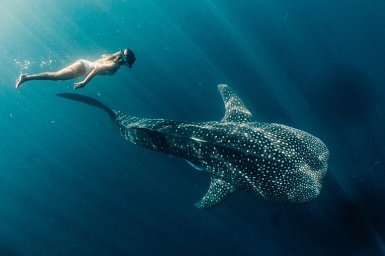 Snorkeller swimming above a whale shark in Saleh Bay, Sumbawa