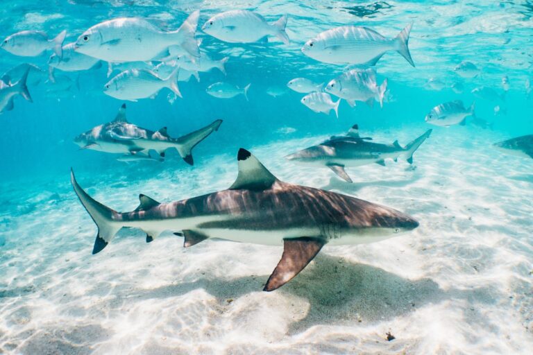 Blacktip reef sharks and trevally cruise over white sand in shallow turquoise water, Raja Ampat