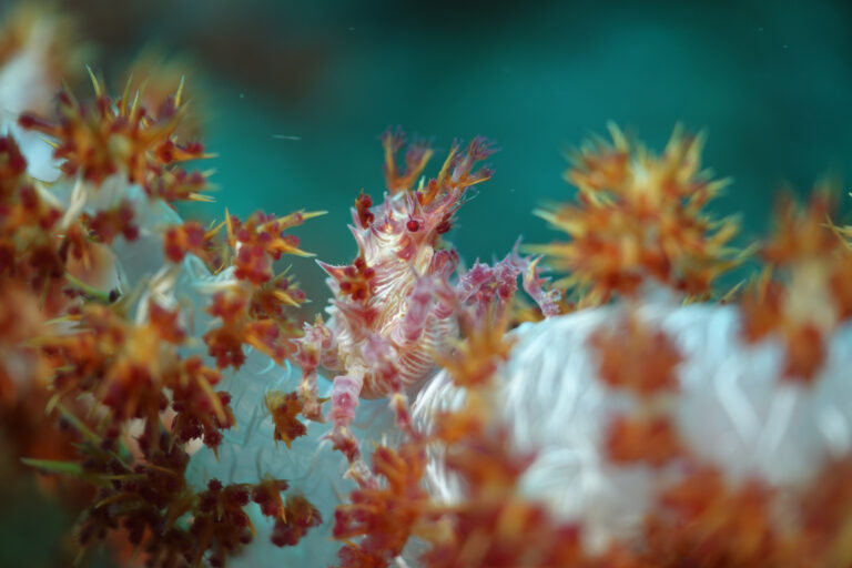 Candy crab hiding among orange soft coral polyps