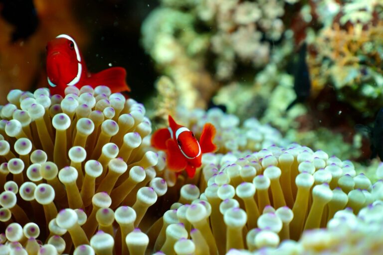 Clownfish nestled in a sea anemone