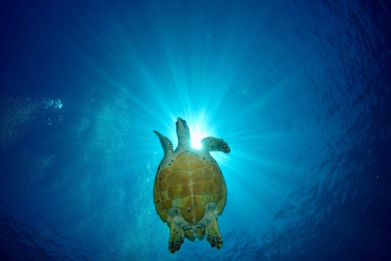 Green sea turtle swimming towards the sunlit surface