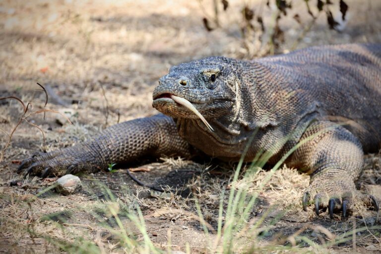 Komodo dragon lying in the dry grass in Komodo National Park