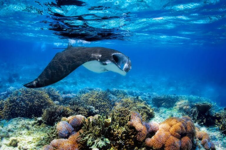 Manta ray gliding over a coral reef in Komodo