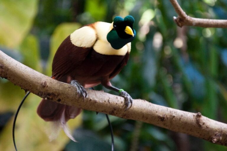 Red bird of paradise perched on a branch in Raja Ampat