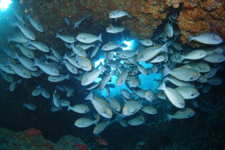 School of fish swirling through a sunlit reef