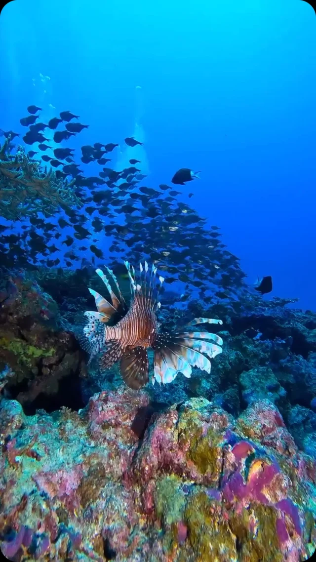 Fun dive day out here! Spotted this majestic lionfish doing its thing among the reef. Who’s ready to dive with us?

Head to our bio for more info & bookings 

📍 Tiger Blue Voyage Indonesia
#DiveIndonesia #DiveAdventure #VoyageIndonesia #TigerBlueIndonesia #Phinisi #LiveAboard #Luxury #DreamHoliday #AppreciationPost #Indonesia #Luxury #ExploreIndonesia