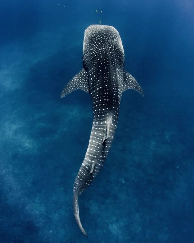 Set sail with Tiger Blue to Raja Ampat. Dive in, swim free and explore the ultimate sea safari. Swim alongside whale sharks and explore pristine reefs Join us for an unforgettable adventure 🌊✨

Head to our bio for more info & bookings 

📍 Raja Ampat - The Last Paradise 
#RajaAmpat #DivingAdventure #MarineLife #UnderwaterWorld #LearnToDive #ExploreIndonesia