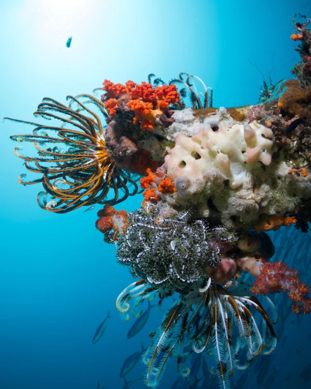Pack your bags and join us for the ultimate sea safari with Tiger Blue!

Head to our bio for more info & bookings 

📍 Raja Ampat - The Last Paradise 
#RajaAmpat #DivingAdventure #MarineLife #UnderwaterWorld #LearnToDive #ExploreIndonesia