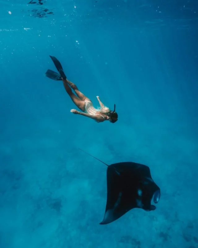 Meet the gentle giants of Raja Ampat. Swim with manta rays up close on a once-in-a-lifetime adventure with Tiger Blue!

Head to our bio for more info & bookings 

📍 Raja Ampat - The Last Paradise 
#RajaAmpat #DivingAdventure #MarineLife #UnderwaterWorld #LearnToDive #ExploreIndonesia
